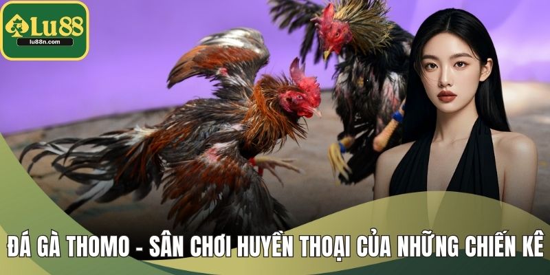 Đá Gà Thomo